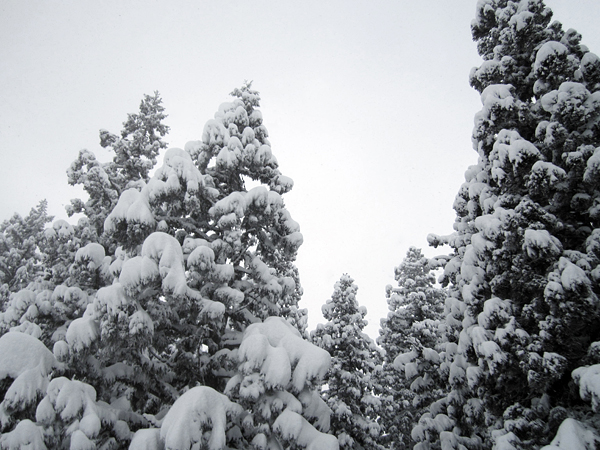niigatatrip3 Snow-laden trees nearly frozen in the chilly air