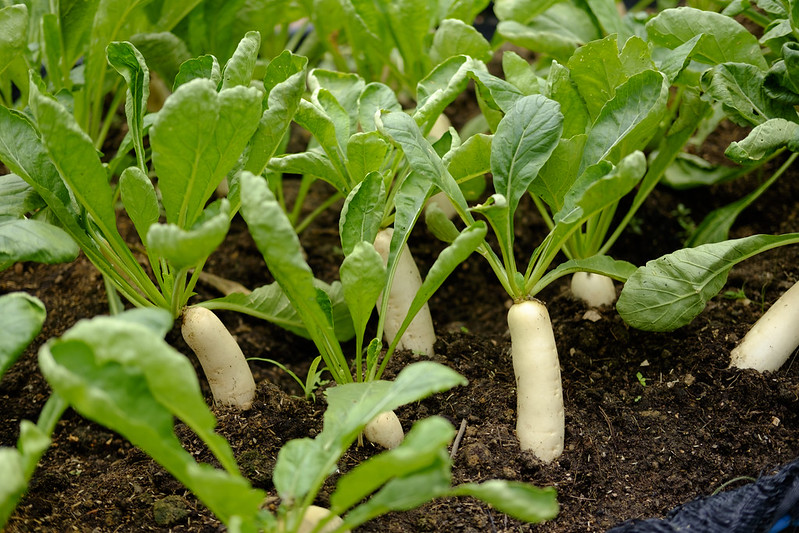 Daikon