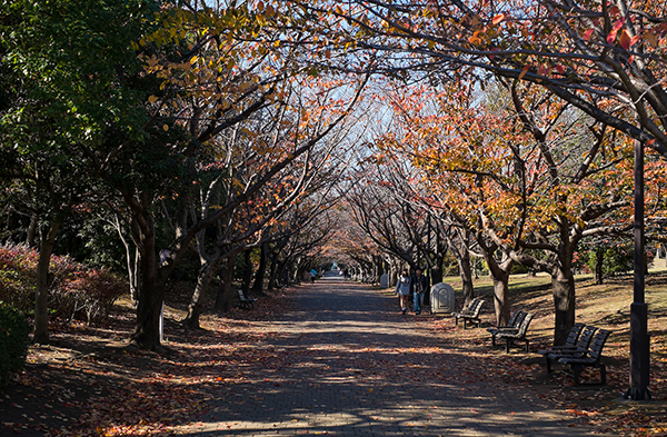 Path at Kasai Rinkai Park.