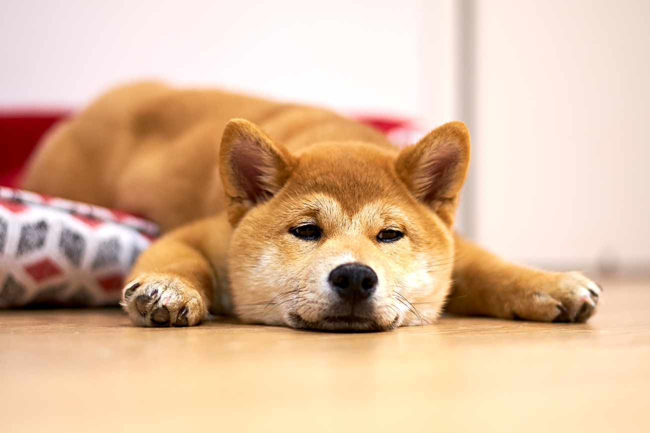 Sleepy Shiba Inu