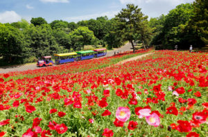 Showa Memorial Park